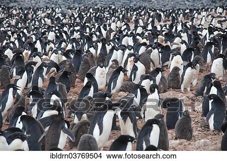 "Adelie Penguins (Pygoscelis adeliae), colony, Paulet Island, Antarctic Peninsula, Antarctica" View Large Photo Image Picture - "Adelie Penguins (Pygoscelis adeliae), colony, Paulet Island, Antarctic Peninsula, Antarctica". Fotosearch
