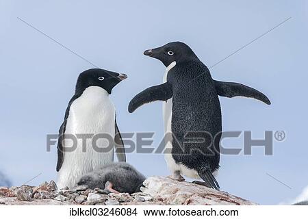 "Adelie Penguins (Pygoscelis adeliae) with a sleeping chick, Petermann Island, Antarctic Peninsula, Antarctica" View Large Photo Image Picture - "Adelie Penguins (Pygoscelis adeliae) with a sleeping chick, Petermann Island, Antarctic Peninsula, Antarctica". Fotosearch
