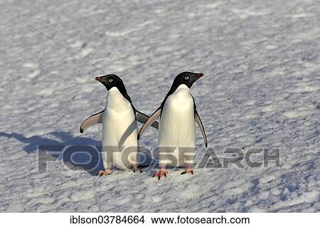 "Adelie Penguins (Pygoscelis adeliae), adult couple standing in the snow, Brown Bluff, Antarctica" View Large Photo Image Picture - "Adelie Penguins (Pygoscelis adeliae), adult couple standing in the snow, Brown Bluff, Antarctica". Fotosearch