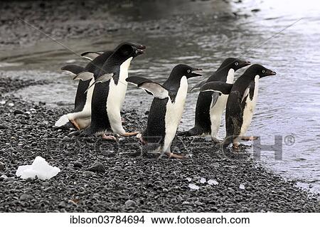 "Adelie Penguins (Pygoscelis adeliae), adults, walking into the water, Antarctica" View Large Photo Image Picture - "Adelie Penguins (Pygoscelis adeliae), adults, walking into the water, Antarctica". Fotosearch