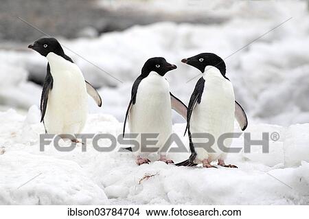 "Adelie Penguins (Pygoscelis adeliae), adults, Antarctica" View Large Photo Image Picture - "Adelie Penguins (Pygoscelis adeliae), adults, Antarctica". Fotosearch