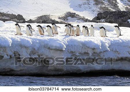 "Adelie Penguins (Pygoscelis adeliae), adult group, in the snow, Brown Bluff, Antarctica" View Large Photo Image Picture - "Adelie Penguins (Pygoscelis adeliae), adult group, in the snow, Brown Bluff, Antarctica". Fotosearch