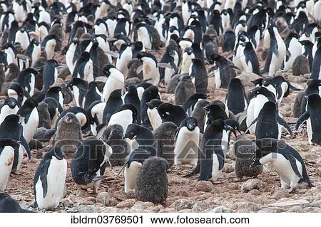 "Adelie Penguins (Pygoscelis adeliae), colony, Paulet Island, Antarctic Peninsula, Antarctica" View Large Photo Image Stock Image - "Adelie Penguins (Pygoscelis adeliae), colony, Paulet Island, Antarctic Peninsula, Antarctica". Fotosearch