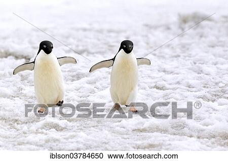 "Adelie Penguins (Pygoscelis adeliae), couple walking in the snow, Devil Island, Antarctica" View Large Photo Image Stock Image - "Adelie Penguins (Pygoscelis adeliae), couple walking in the snow, Devil Island, Antarctica". Fotosearch