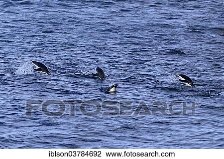 Stock Image - "Adelie Penguins (Pygoscelis adeliae) adults, swimming in water, Antarctica". Fotosearch
