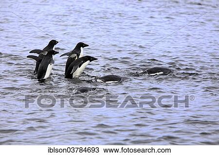 Stock Image - "Adelie Penguins (Pygoscelis adeliae) adults, in the water, Antarctica". Fotosearch