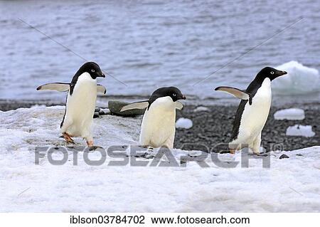 "Adelie Penguins (Pygoscelis adeliae), adults, Antarctica" View Large Photo Image Stock Image - "Adelie Penguins (Pygoscelis adeliae), adults, Antarctica". Fotosearch
