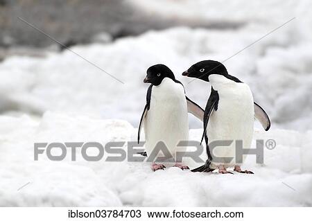 Stock Image - "Adelie Penguins (Pygoscelis adeliae), adults, pair, Antarctica". Fotosearch