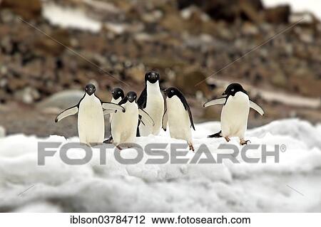 Stock Image - "Adelie Penguins (Pygoscelis adeliae), adults group, in the snow, Half Moon Island, Antarctica". Fotosearch