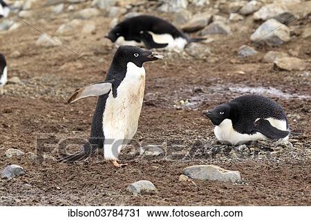 Stock Image - "Adelie Penguins (Pygoscelis adeliae) adult with nesting material, breeding colony, Devil Island, Antarctica". Fotosearch