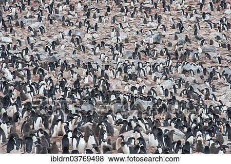 "Adelie Penguins (Pygoscelis adeliae), colony, Paulet Island, Antarctic Peninsula, Antarctica" View Large Photo Image Stock Photo - "Adelie Penguins (Pygoscelis adeliae), colony, Paulet Island, Antarctic Peninsula, Antarctica". Fotosearch