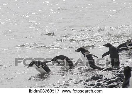 "Adelie Penguins (Pygoscelis adeliae) on the way into the ocean, Paulet Island, Antarctic Peninsula, Antarctica" View Large Photo Image Stock Photo - "Adelie Penguins (Pygoscelis adeliae) on the way into the ocean, Paulet Island, Antarctic Peninsula, Antarctica". Fotosearch