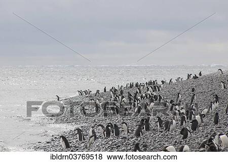 "Adelie Penguins (Pygoscelis adeliae), colony, Paulet Island, Antarctic Peninsula, Antarctica" View Large Photo Image Stock Photo - "Adelie Penguins (Pygoscelis adeliae), colony, Paulet Island, Antarctic Peninsula, Antarctica". Fotosearch