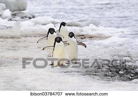 Stock Photo - "Adelie Penguins (Pygoscelis adeliae), adults, walking, Antarctica". Fotosearch