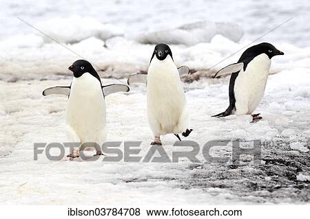 "Adelie Penguins (Pygoscelis adeliae), adults, Antarctica" View Large Photo Image Stock Photo - "Adelie Penguins (Pygoscelis adeliae), adults, Antarctica". Fotosearch