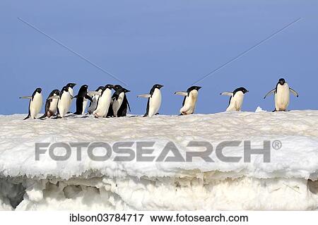 "Adelie Penguins (Pygoscelis adeliae), adult group, in the snow, Brown Bluff, Antarctica" View Large Photo Image Stock Photo - "Adelie Penguins (Pygoscelis adeliae), adult group, in the snow, Brown Bluff, Antarctica". Fotosearch