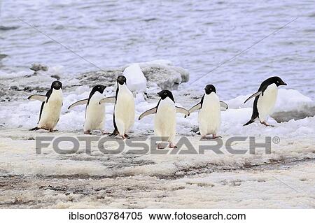 Stock Photography - "Adelie Penguins (Pygoscelis adeliae), adults, Antarctica". Fotosearch
