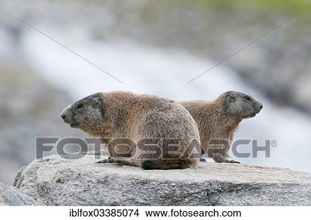 "Adult Alpine Marmots (Marmota marmota) on a rock beside a mountain stream, Zillertal, Tyrol, Austria, Europe" View Large Photo Image Picture - "Adult Alpine Marmots (Marmota marmota) on a rock beside a mountain stream, Zillertal, Tyrol, Austria, Europe". Fotosearch