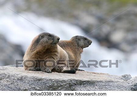 "Adult Alpine Marmots (Marmota marmota) on a rock beside a mountain stream, Zillertal, Tyrol, Austria, Europe" View Large Photo Image Stock Image - "Adult Alpine Marmots (Marmota marmota) on a rock beside a mountain stream, Zillertal, Tyrol, Austria, Europe". Fotosearch