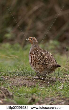 "Adult female Grey Partridge (Perdix perdix) standing on grass cover, North Norfolk, England, United Kingdom, Europe" View Large Photo Image Stock Image - "Adult female Grey Partridge (Perdix perdix) standing on grass cover, North Norfolk, England, United Kingdom, Europe". Fotosearch