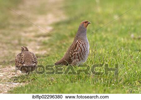 "Adult male Grey Partridge (Perdix perdix) standing tall next to crouching female, North Norfolk, England, United Kingdom, Europe" View Large Photo Image Stock Image - "Adult male Grey Partridge (Perdix perdix) standing tall next to crouching female, North Norfolk, England, United Kingdom, Europe". Fotosearch