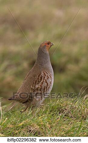 Stock Image - "Adult male Grey Partridge (Perdix perdix) standing on grass cover, North Norfolk, England, United Kingdom, Europe". Fotosearch