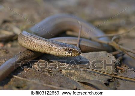 Stock Photo - "Adult Slow Worm (Anguis fragilis) basking on dry leaves, Bricht, Schermbeck, North Rhine-Westphalia, Germany, Europe". Fotosearch