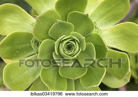"Aeonium (Aeonium balsamiferum), native to the Canary Islands" View Large Photo Image Stock Photograph - "Aeonium (Aeonium balsamiferum), native to the Canary Islands". Fotosearch
