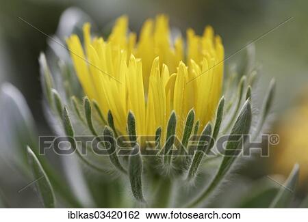 "Aeonium (Aeonium ciliatum), native to Tenerife, Canary Islands" View Large Photo Image Stock Image - "Aeonium (Aeonium ciliatum), native to Tenerife, Canary Islands". Fotosearch