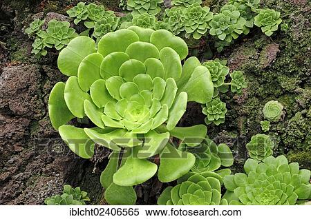 Stock Photography - "Aeonium (Aeonium percarneum), Gran Canaria, Canary Islands, Spain, Europe". Fotosearch