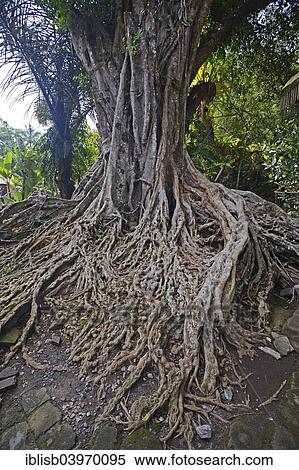 "Aerial roots of a Ficus tree in the Tirta Empul Water Temple, Bali, Indonesia, Asia" View Large Photo Image Stock Photography - "Aerial roots of a Ficus tree in the Tirta Empul Water Temple, Bali, Indonesia, Asia". Fotosearch