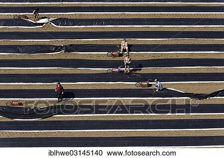 "Aerial view, asparagus field being harvested, Zarrentin, Zarrentin, Mecklenburg-Western Pomerania, Germany, Europe" View Large Photo Image Stock Image - "Aerial view, asparagus field being harvested, Zarrentin, Zarrentin, Mecklenburg-Western Pomerania, Germany, Europe". Fotosearch