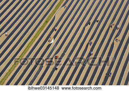 "Aerial view, asparagus field being harvested, Zarrentin, Zarrentin, Mecklenburg-Western Pomerania, Germany, Europe" View Large Photo Image Stock Photo - "Aerial view, asparagus field being harvested, Zarrentin, Zarrentin, Mecklenburg-Western Pomerania, Germany, Europe". Fotosearch