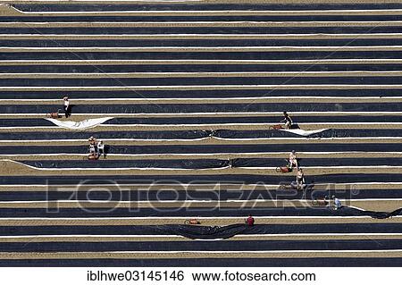 "Aerial view, asparagus field being harvested, Zarrentin, Zarrentin, Mecklenburg-Western Pomerania, Germany, Europe" View Large Photo Image Stock Photograph - "Aerial view, asparagus field being harvested, Zarrentin, Zarrentin, Mecklenburg-Western Pomerania, Germany, Europe". Fotosearch