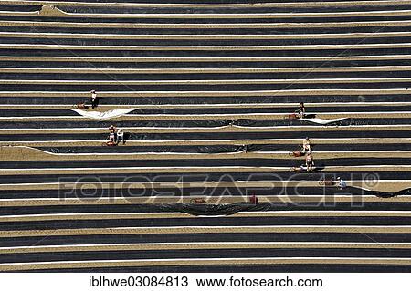 "Aerial view, asparagus field, harvest, Zarrentin, Zarrentin, Mecklenburg-Western Pomerania, Germany, Europe" View Large Photo Image Stock Image - "Aerial view, asparagus field, harvest, Zarrentin, Zarrentin, Mecklenburg-Western Pomerania, Germany, Europe". Fotosearch