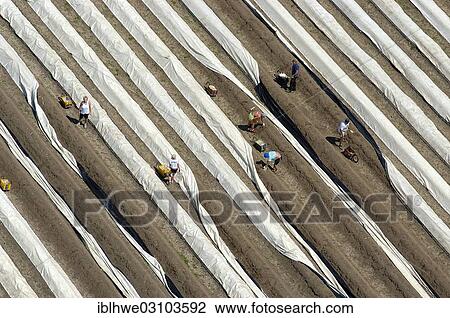"Aerial view, asparagus field, harvest, Lower Saxony, Lueneburg, Lower Saxony, Germany, Europe" View Large Photo Image Stock Image - "Aerial view, asparagus field, harvest, Lower Saxony, Lueneburg, Lower Saxony, Germany, Europe". Fotosearch