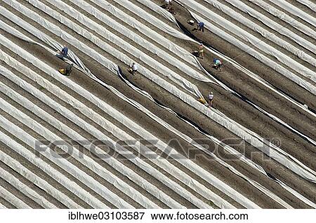 "Aerial view, asparagus field, harvest, Lower Saxony, Lueneburg, Lower Saxony, Germany, Europe" View Large Photo Image Stock Photo - "Aerial view, asparagus field, harvest, Lower Saxony, Lueneburg, Lower Saxony, Germany, Europe". Fotosearch