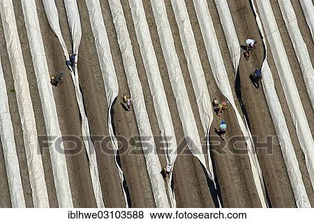 "Aerial view, asparagus field, harvest, Lower Saxony, Lueneburg, Lower Saxony, Germany, Europe" View Large Photo Image Stock Photo - "Aerial view, asparagus field, harvest, Lower Saxony, Lueneburg, Lower Saxony, Germany, Europe". Fotosearch