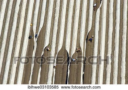 "Aerial view, asparagus field, harvest, Lower Saxony, Lueneburg, Lower Saxony, Germany, Europe" View Large Photo Image Stock Photography - "Aerial view, asparagus field, harvest, Lower Saxony, Lueneburg, Lower Saxony, Germany, Europe". Fotosearch