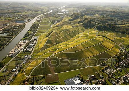 "Aerial view, autumnal vineyards in the Moselle valley on the Luxembourg side, Wellenstein, Luxembourg, Europe" View Large Photo Image Picture - "Aerial view, autumnal vineyards in the Moselle valley on the Luxembourg side, Wellenstein, Luxembourg, Europe". Fotosearch