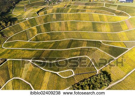 "Aerial view, autumnal vineyards in the Moselle valley on the Luxembourg side, Wellenstein, Luxembourg, Europe" View Large Photo Image Stock Photo - "Aerial view, autumnal vineyards in the Moselle valley on the Luxembourg side, Wellenstein, Luxembourg, Europe". Fotosearch