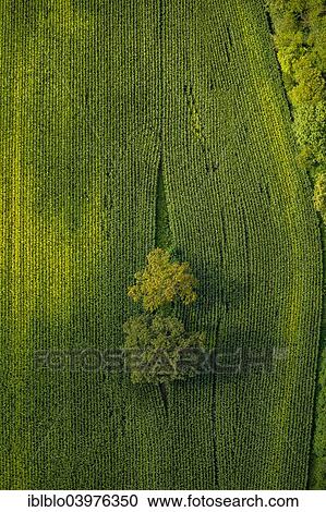"Aerial view, bushes on a green field, Hamm, Ruhr district, North Rhine-Westphalia, Germany, Europe" View Large Photo Image Stock Image - "Aerial view, bushes on a green field, Hamm, Ruhr district, North Rhine-Westphalia, Germany, Europe". Fotosearch