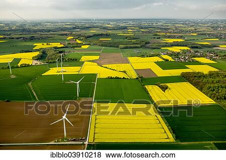"Aerial view, canola fields and wind turbines, at Ense, North Rhine-Westphalia, Germany, Europe" View Large Photo Image Stock Photo - "Aerial view, canola fields and wind turbines, at Ense, North Rhine-Westphalia, Germany, Europe". Fotosearch