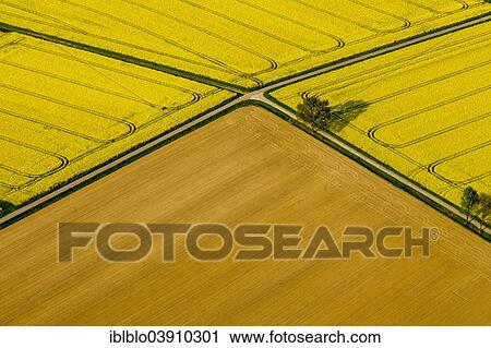 "Aerial view, canola fields, canola cultivation, North Rhine-Westphalia, Germany, Europe" View Large Photo Image Stock Image - "Aerial view, canola fields, canola cultivation, North Rhine-Westphalia, Germany, Europe". Fotosearch