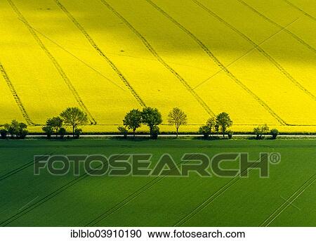 "Aerial view, canola fields, in Aldenhoven, North Rhine-Westphalia, Germany, Europe" View Large Photo Image Stock Image - "Aerial view, canola fields, in Aldenhoven, North Rhine-Westphalia, Germany, Europe". Fotosearch