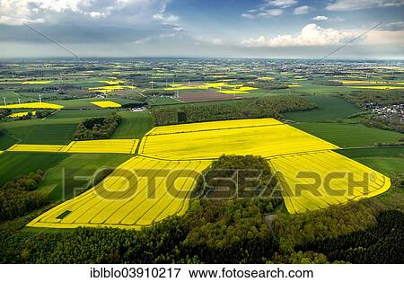 Stock Photo - "Aerial view, canola fields in Mohnetal, at Ense, North Rhine-Westphalia, Germany, Europe". Fotosearch