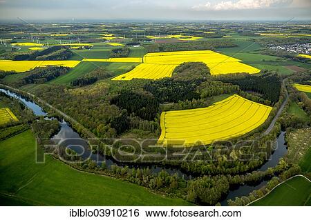 "Aerial view, canola fields in Mohnetal, at Ense, North Rhine-Westphalia, Germany, Europe" View Large Photo Image Stock Photograph - "Aerial view, canola fields in Mohnetal, at Ense, North Rhine-Westphalia, Germany, Europe". Fotosearch