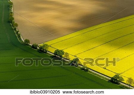 "Aerial view, canola fields, in Aldenhoven, North Rhine-Westphalia, Germany, Europe" View Large Photo Image Stock Photography - "Aerial view, canola fields, in Aldenhoven, North Rhine-Westphalia, Germany, Europe". Fotosearch