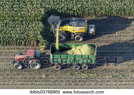 "Aerial view, corn harvester and tractor with trailers, maize harvest, North Rhine-Westphalia, Germany, Europe" View Large Photo Image Stock Photography - "Aerial view, corn harvester and tractor with trailers, maize harvest, North Rhine-Westphalia, Germany, Europe". Fotosearch