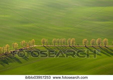 "Aerial view, country road, tree-lined avenue between green fields, Stavenhagen, Mecklenburg-Western Pomerania, Germany, Europe" View Large Photo Image Stock Image - "Aerial view, country road, tree-lined avenue between green fields, Stavenhagen, Mecklenburg-Western Pomerania, Germany, Europe". Fotosearch